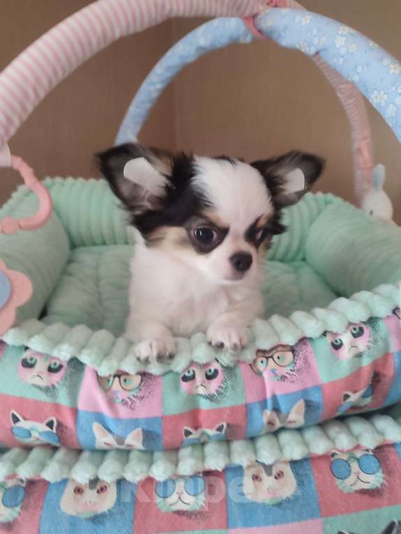 Собаки в Санкт-Петербурге: Невероятно сладкий пупсик ❤️ Мальчик, 50 000 руб. - фото 1