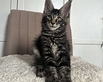 Кошки в Санкт-Петербурге: Котята мейн кун полидакты и классика Разнополые, 50 000 руб. - фото 1
