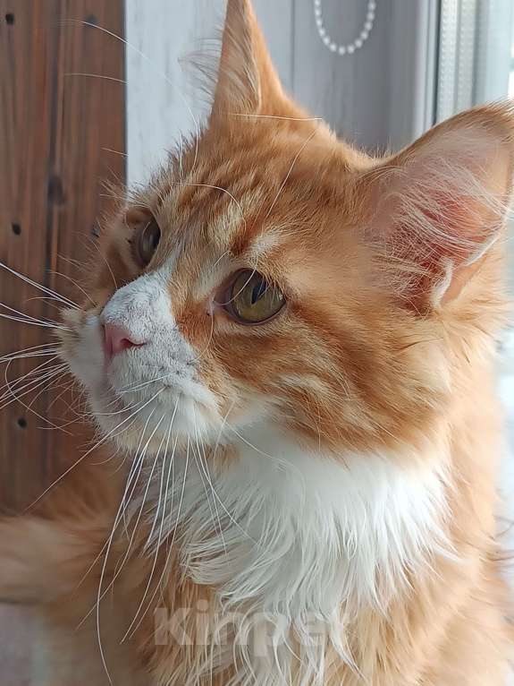 Кошки в Москве: Котенок Мейн-Кун Мальчик, Бесплатно - фото 4