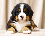 Собаки в Москве: Щенки Бернского зенненхунда Мальчик, Бесплатно - фото 5