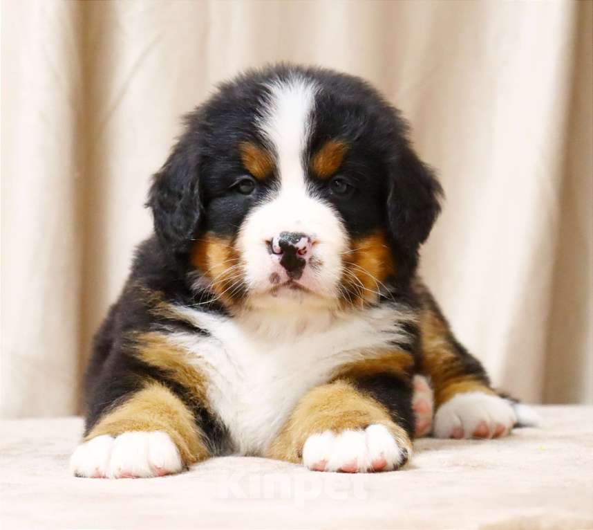 Собаки в Москве: Щенки Бернского зенненхунда Мальчик, Бесплатно - фото 5