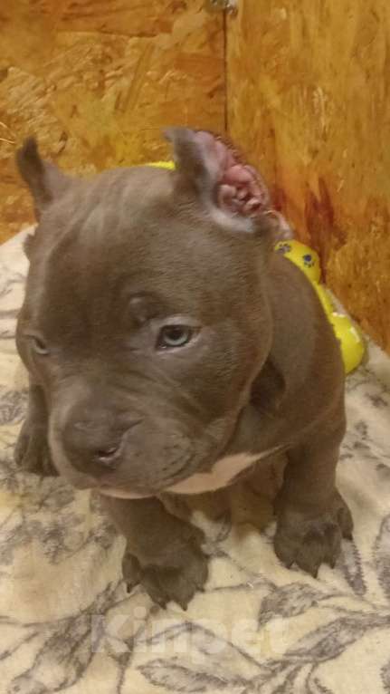 Собаки в Санкт-Петербурге: Американский булли, щенок Девочка, 95 000 руб. - фото 3