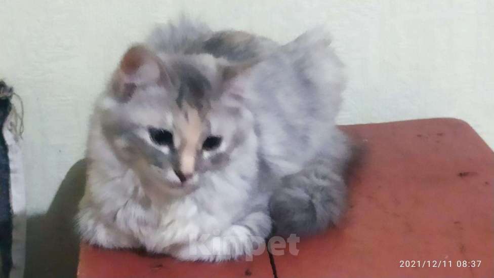 Кошки в Сертолово: Ева , истинная леди...., 100 руб. - фото 1