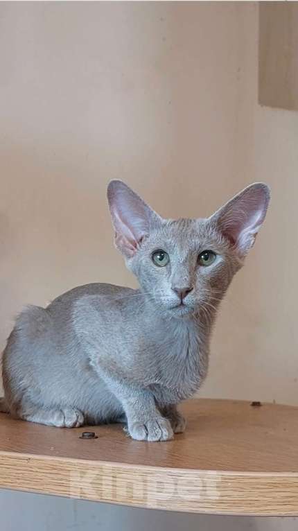 Кошки в Москве: Ориентальная красивая кошечка Девочка, 50 000 руб. - фото 4