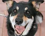 Собаки в Рязани: Никки - спокойная особенная собачка Девочка, Бесплатно - фото 1
