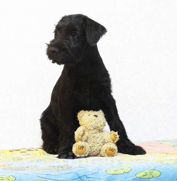 Собаки в Москве: Миттельшнауцер черного окраса Девочка, Бесплатно - фото 6