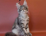 Кошки в Уфе: Котёнок мейн-кун  Мальчик, 40 000 руб. - фото 5
