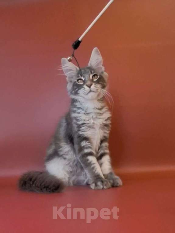 Кошки в Уфе: Котёнок мейн-кун  Мальчик, 40 000 руб. - фото 5