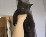 Кошки в Москве: Котенок Трюфель в добрые руки Мальчик, Бесплатно - фото 3