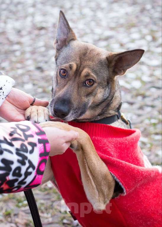 Собаки в Москве: Удивительная Мэй из приюта Девочка, Бесплатно - фото 3