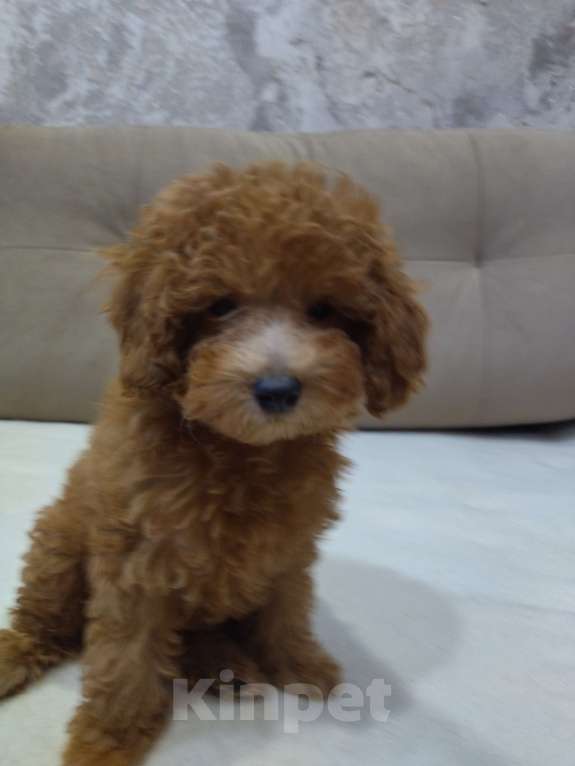 Собаки в Ковровом: Девочка той пудель Девочка, 80 000 руб. - фото 4