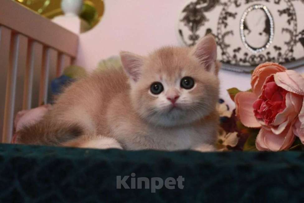 Кошки в Москве: Котик cy11 Мальчик, 15 000 руб. - фото 2