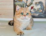 Кошки в Рыбинске: Британский золотой зеленоглазый мальчик 6 мес Мальчик, 20 000 руб. - фото 3