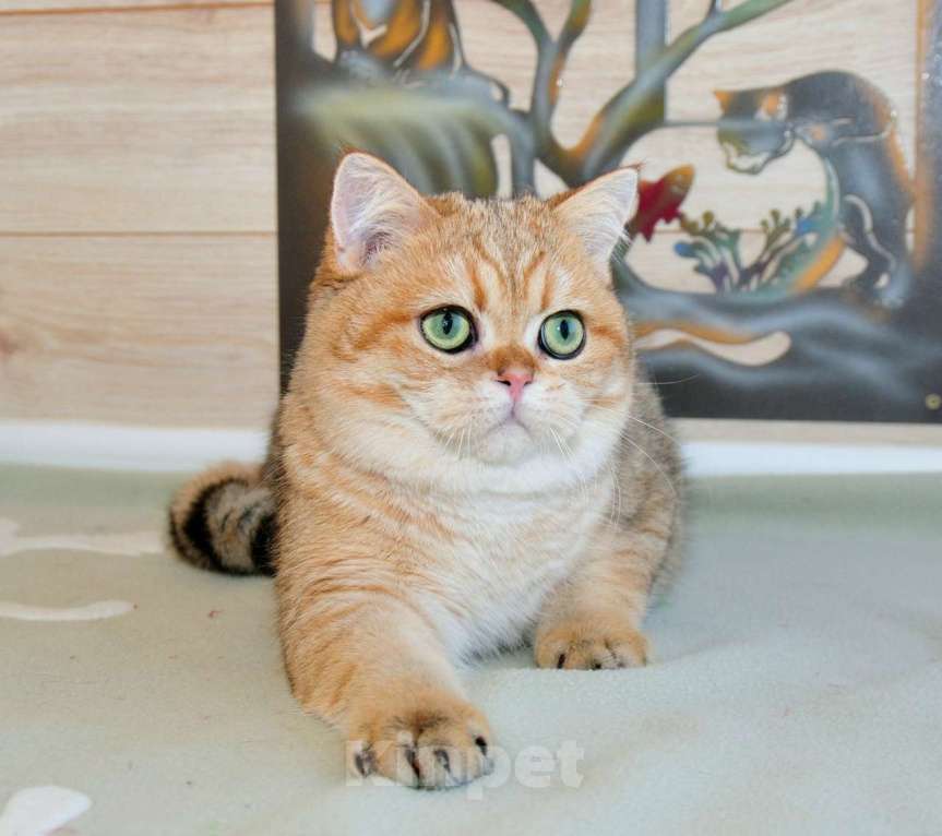 Кошки в Рыбинске: Британский золотой зеленоглазый мальчик 6 мес Мальчик, 20 000 руб. - фото 3