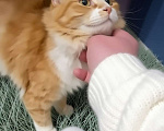 Кошки в Санкт-Петербурге: Фенотип сибирской кошки. Котёнок девочка. Привита, кастрирована, здорова. 5 мес. Девочка, Бесплатно - фото 1