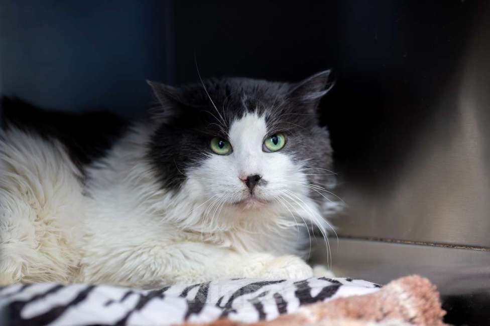 Кошки в Москве: Кот Пуэр в добрые руки Мальчик, Бесплатно - фото 2