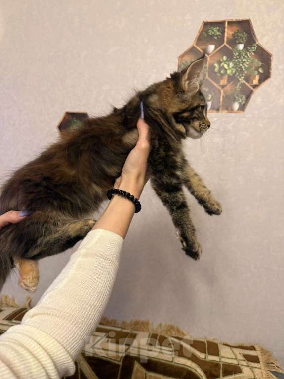 Кошки в Санкт-Петербурге: Котята мейн-кун  Девочка, 35 000 руб. - фото 2