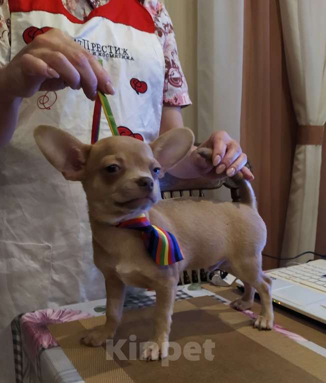 Собаки в Москве: Лиловый мальчишка чихуахуа  Мальчик, 45 000 руб. - фото 4