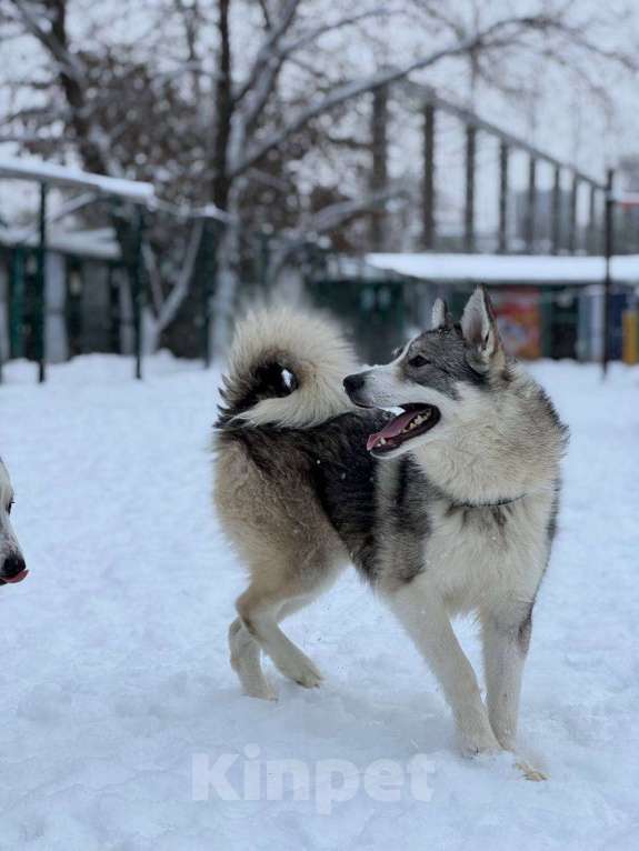 Собаки в Москве: Венди из приюта ищет дом Девочка, Бесплатно - фото 3