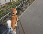 Собаки в Челябинске: Отдам собаку в добрые руки  Девочка, Бесплатно - фото 2
