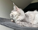 Кошки в Москве: Котята Мейн Кун Девочка, 50 000 руб. - фото 3