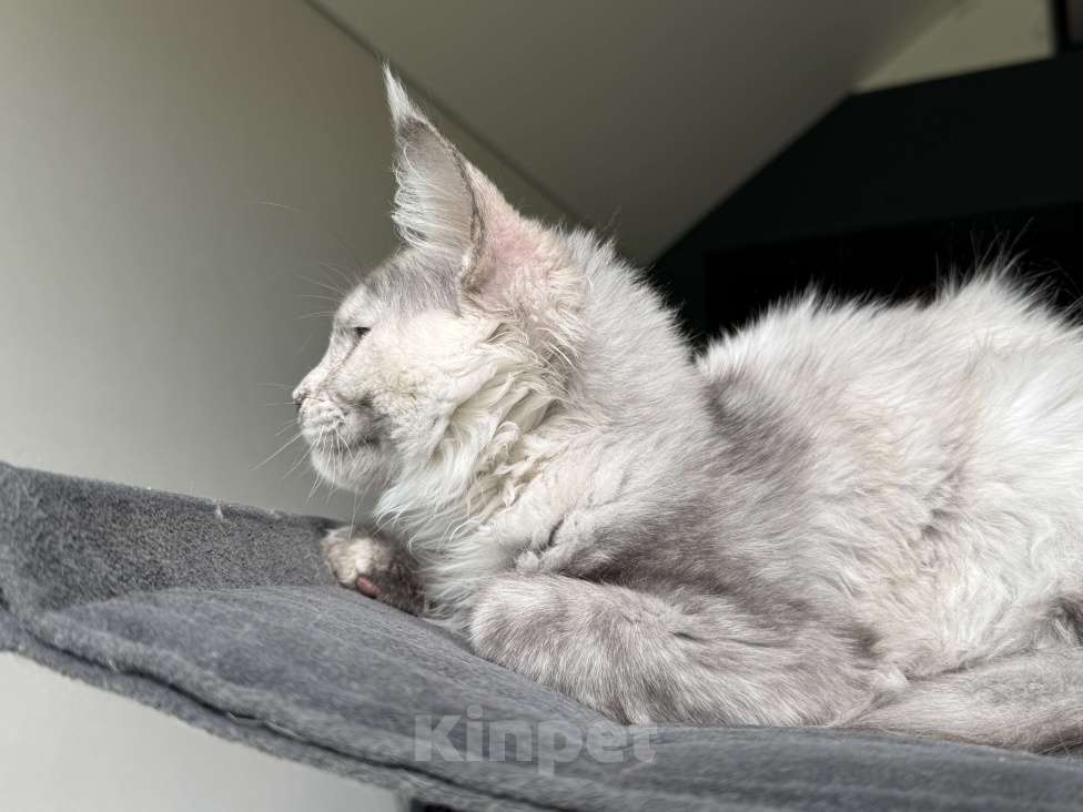 Кошки в Москве: Котята Мейн Кун Девочка, 50 000 руб. - фото 3