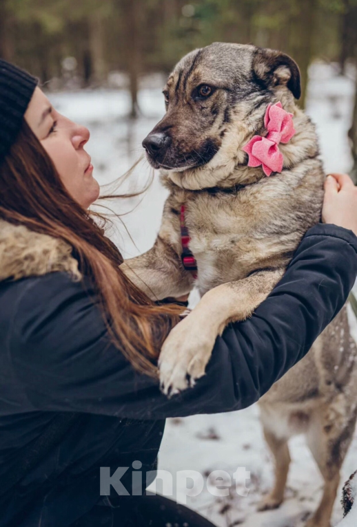 Собаки в Балашихе: Милая Маня очень ждёт свою маму Девочка, 100 руб. - фото 7