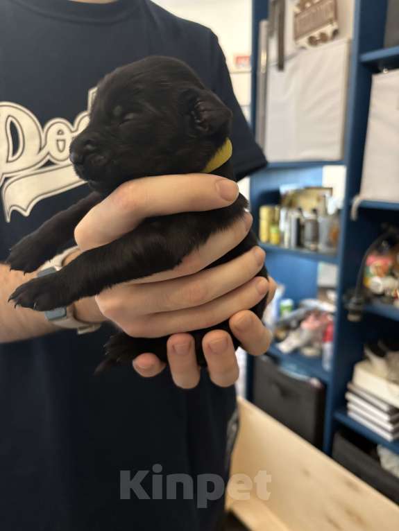 Собаки в Москве: Бронируем щенков прямошерстного ретривера флэт Девочка, 75 000 руб. - фото 1