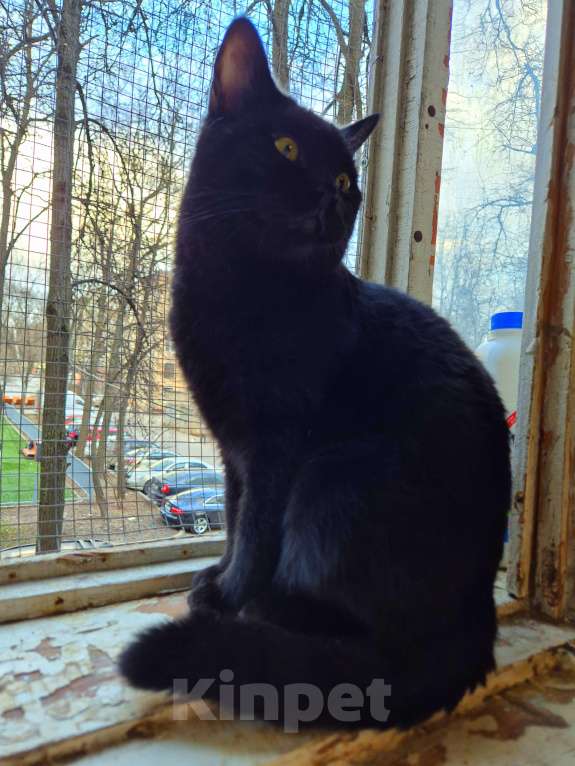 Кошки в Москве: Милош попал в передрягу Мальчик, Бесплатно - фото 10