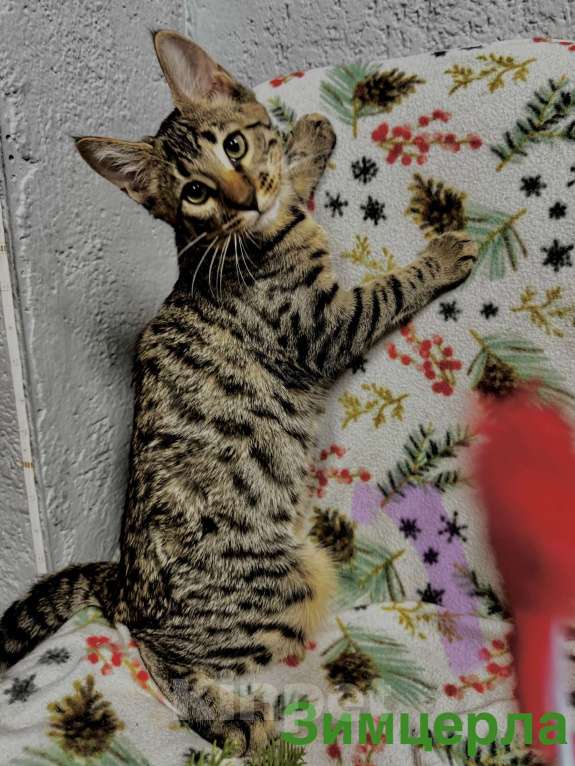 Кошки в Челябинске: Бурмадион котенок  Девочка, 25 000 руб. - фото 1