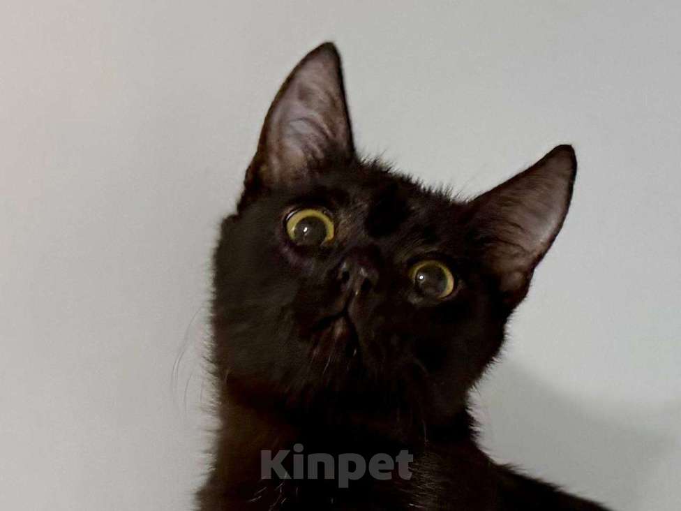 Кошки в Москве: Ося Мандельштам ищет семью Мальчик, Бесплатно - фото 3