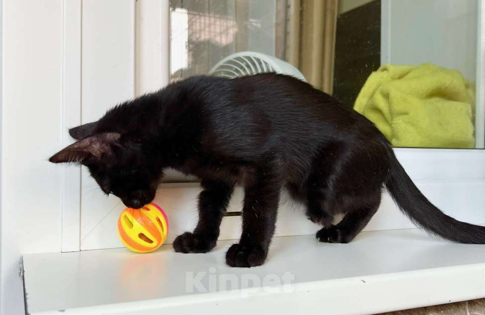 Кошки в Москве: Котёнок Мишель - особенная малышка в добрые руки  Девочка, Бесплатно - фото 5