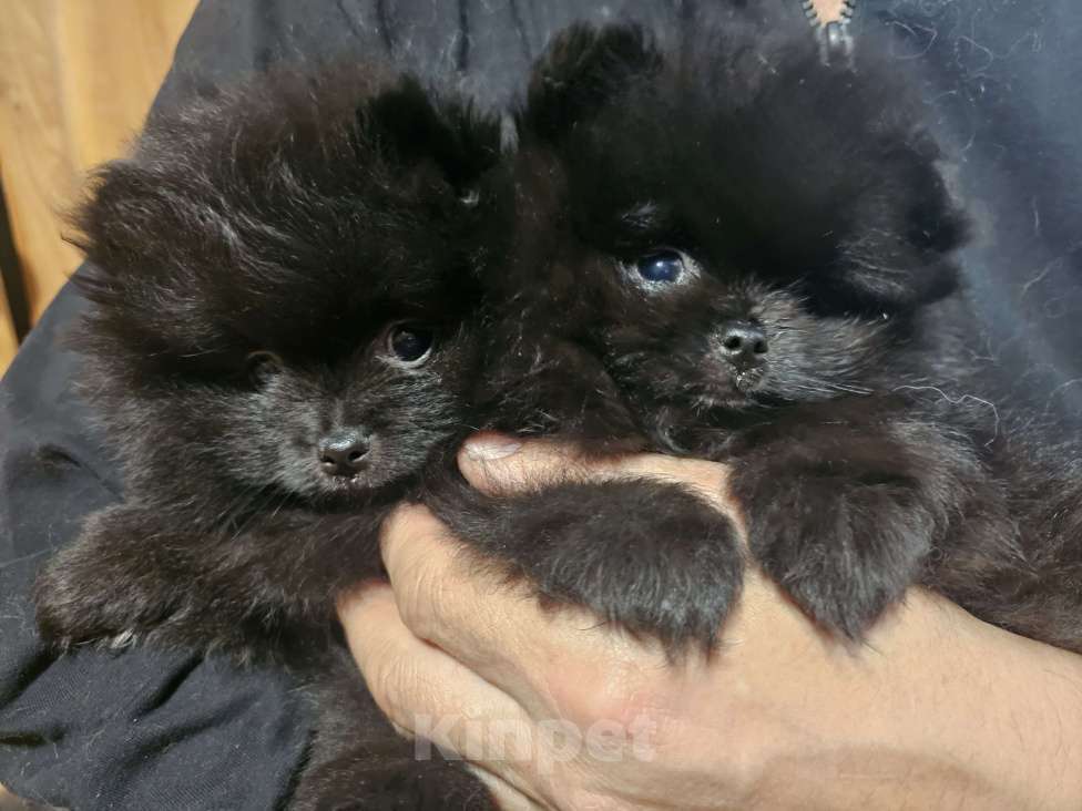 Собаки в Сургуте: Предлагается Мальчик, 50 000 руб. - фото 2