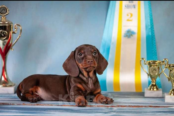 Собаки в Москве: Клубные щенки кроличьей таксы 100% Мальчик, 70 000 руб. - фото 5