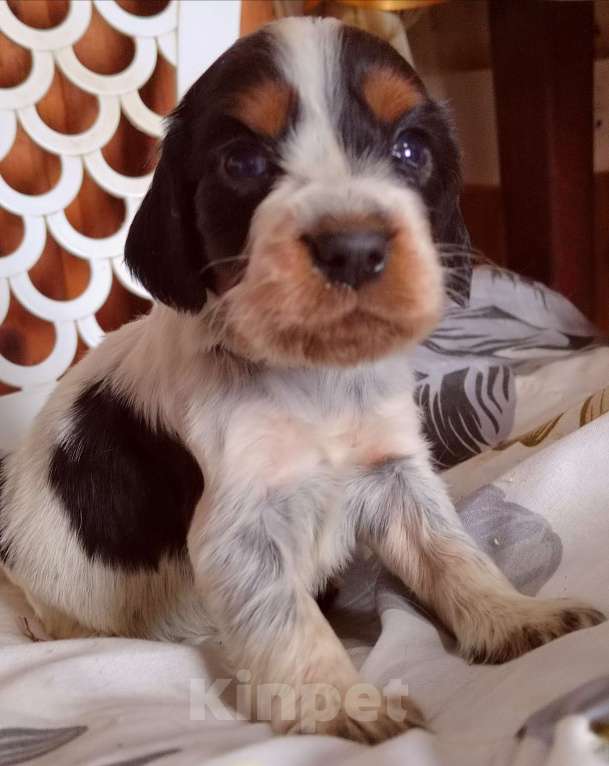 Собаки в Москве: Русский охотничий спаниель Девочка, 45 000 руб. - фото 9