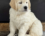 Собаки в других городах Челябинской области: Щенок золотистый ретривер Мальчик, 80 000 руб. - фото 1