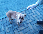 Собаки в Севастополе: Срочно ищем хозяина Собаки Девочка, 1 руб. - фото 2