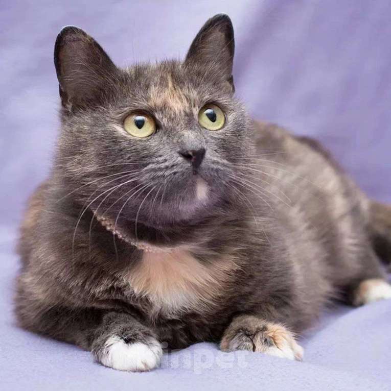 Кошки в Москве: Бусинку выкинули хозяева  Девочка, Бесплатно - фото 4