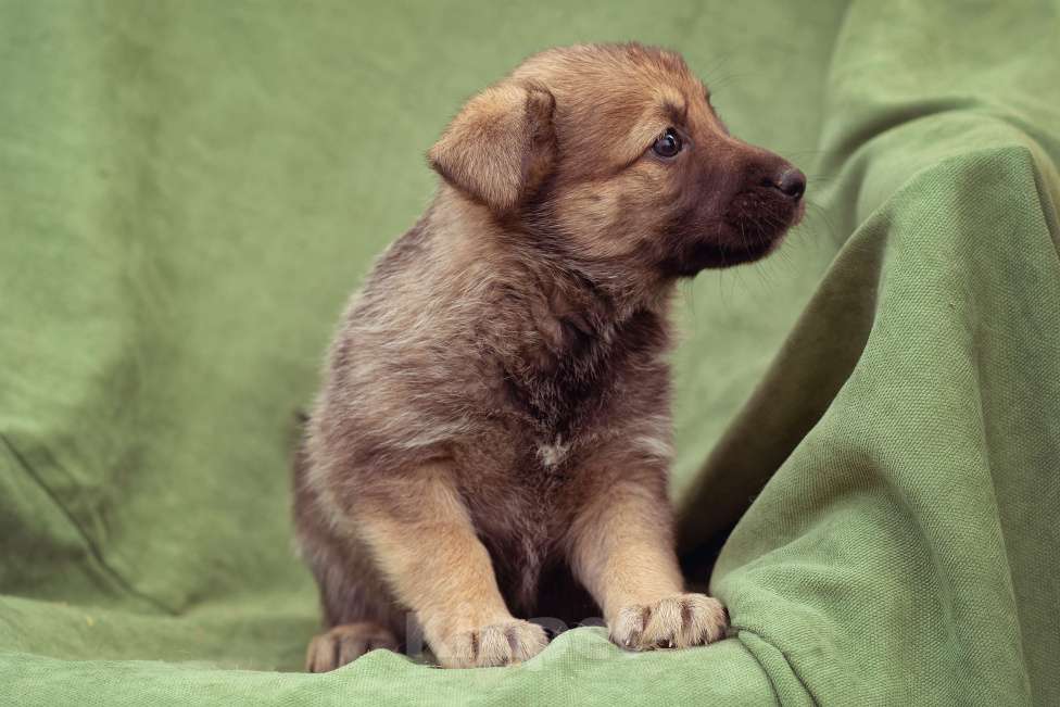 Собаки в Москве: щенок Коржик в добрые руки Мальчик, Бесплатно - фото 5
