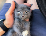 Кошки в Самаре: Котенок бесплатно Девочка, Бесплатно - фото 1