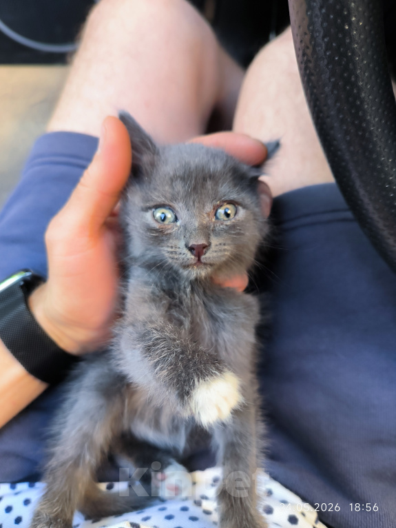 Кошки в Самаре: Котенок бесплатно Девочка, Бесплатно - фото 1