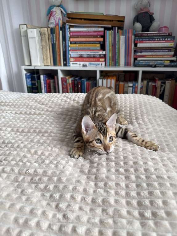 Кошки в Пскове: Гарфильд Мальчик, 45 000 руб. - фото 4