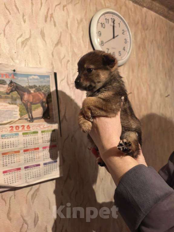 Собаки в Лебедяни: в добрые руки две малышки из липецкой обл Девочка, Бесплатно - фото 7