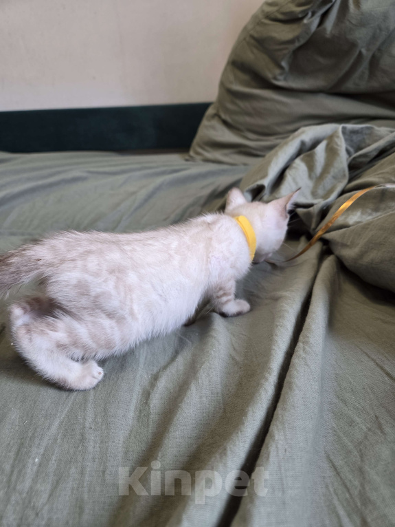 Кошки в Красногорске: Бенгальские малыши Девочка, 50 000 руб. - фото 3