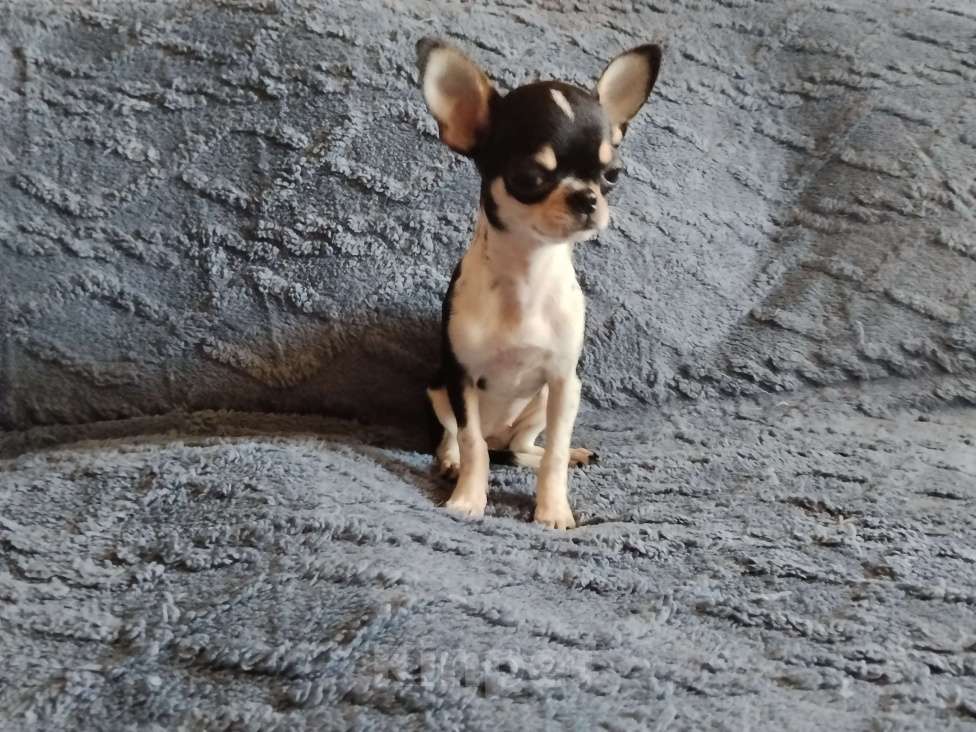 Собаки в Орле: Мини девочка, чихуахуа.  Девочка, 35 000 руб. - фото 2