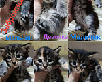 Кошки в Пролетарске: Бронь котят Мейн-Кунят  Мальчик, Бесплатно - фото 1