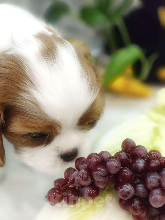 Собаки в Санкт-Петербурге: Звёздные малыши ,жемчужинки Питера. Мальчик, Бесплатно - фото 2