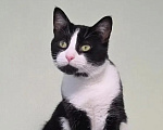 Кошки в Санкт-Петербурге: Котик Маркиз ищет дом Мальчик, Бесплатно - фото 1