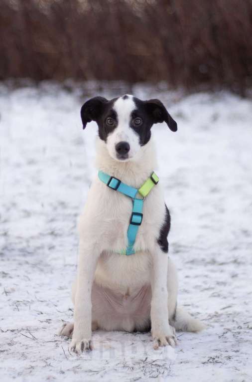 Собаки в Москве: Всегда позитивный Джонас в поисках заботливой семьи Мальчик, Бесплатно - фото 2