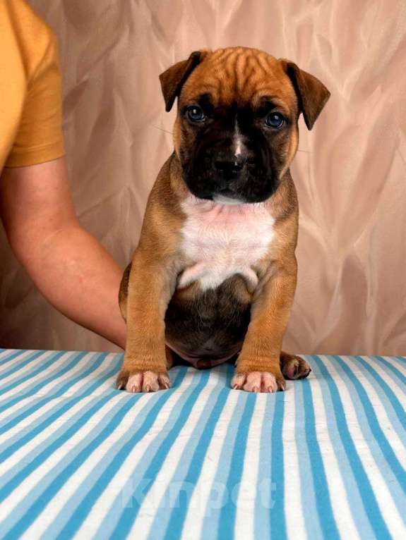 Собаки в Москве: Красивые мальчики амстаффа  Мальчик, 80 000 руб. - фото 6